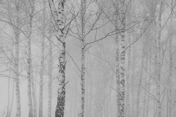 Fog in the forest. Birch in the mist