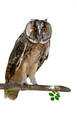 Naklejka premium Cute Owl. Isolated bird. White background. Bird: Long eared Owl. Asio otus.