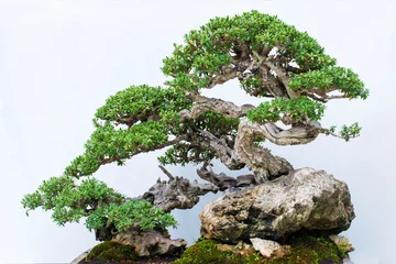 Foto op Plexiglas bonsai tree on white background © MonicaPriscilla