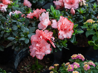 Blooming pink Rhododendron and green leaves，Rhododendronhybridum