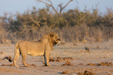 Portrait of large male lion in golden light