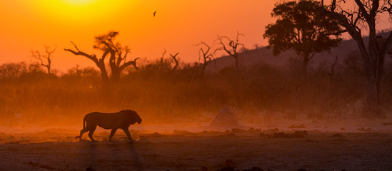 Fototapeta na wymiar male lion walking into the sunrise