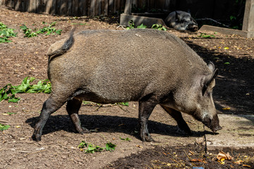 Eurasian wild boar playing in the mud. Calgary Zoo, Calgary, Alberta, Canada
