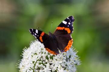 Naklejka premium Butterfly Admiral on white flowers in the garden.