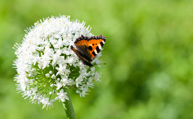 Butterfly Admiral on white flowers in the garden.