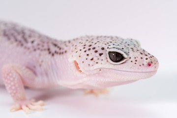 Obraz premium ヒョウモントカゲモドキ, レオパルドゲッコーの目, 爬虫類のペット