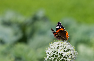 Fototapeta na wymiar Butterfly Admiral on white flowers in the garden.