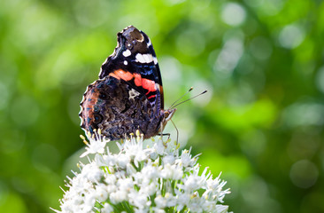 Butterfly Admiral on white flowers in the garden.