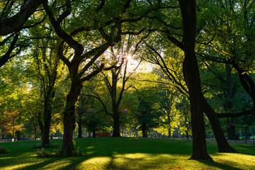 The Sun Shining through Beautiful Green Trees with a Grass at Central Park in New York City