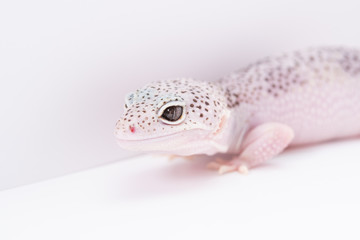 ヒョウモントカゲモドキのアップ, レオパルドゲッコー, 爬虫類のペット