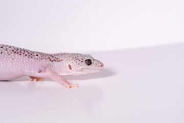 歩くヒョウモントカゲモドキ, レオパルドゲッコー, 爬虫類のペット