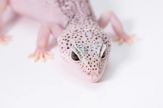 ピンク色のヒョウモントカゲモドキの頭、レオパ Photos | Adobe Stock