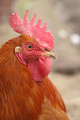 Portrait of a rooster