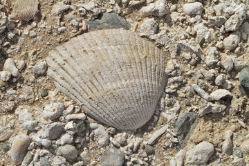 bivalve fossile