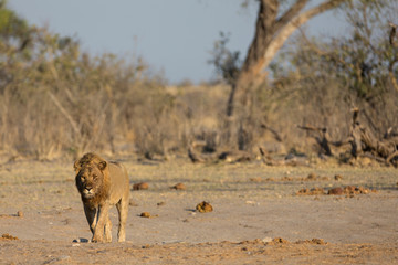 male lion walking