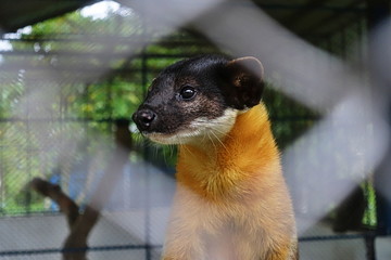 small weasel in a cage 