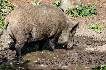 Eurasian wild boar playing in the mud. Calgary Zoo, Calgary, Alberta, Canada
