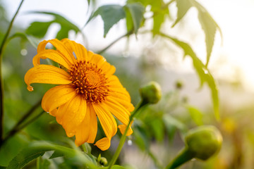 The fresh yellow sunflower in the morning in the garden with the morning light flare.