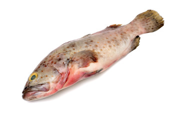 Fototapeta premium Grouper Fish on white background
