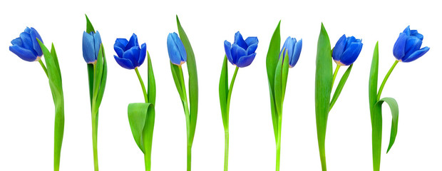 Line of blue tulips