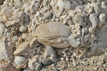 bivalve fossile