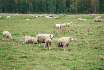 Flock of Sheep eating grass in pasture.