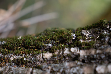 Closeup of the bark of an tree