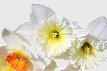 White daffodil on white background
