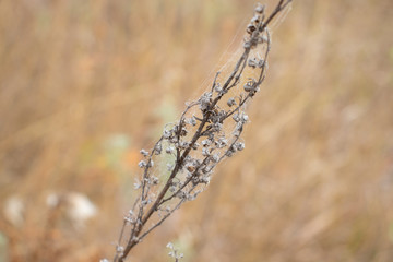 Dry flower in the field. Dry grass on background.