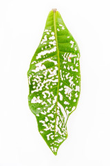 Leaves with hole isolated
