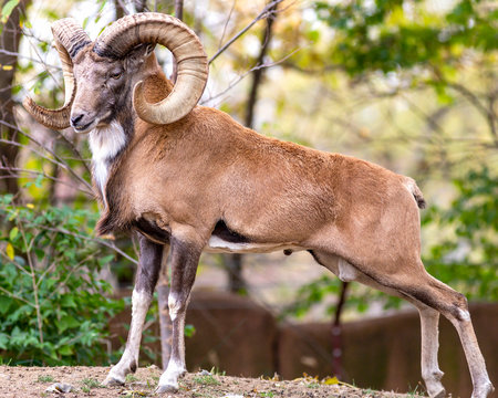a urial mountain goat ram strikes a pose