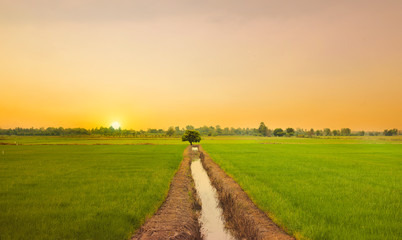Road in the rice field at sunset sky