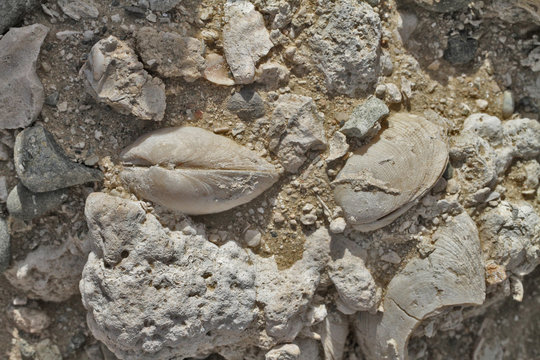 bivalves fossiles