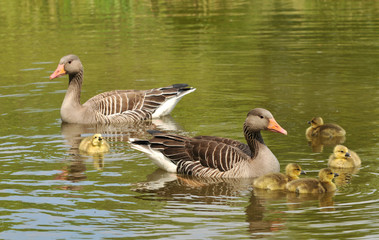 Graugans mit Nachwuchs