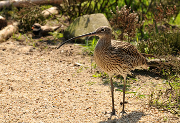 Großer Brachvogel