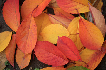 colorful autumn leaves changing color