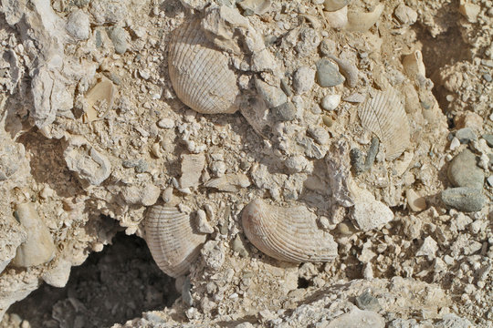 bivalves fossiles