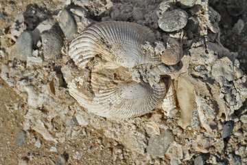 bivalve fossile