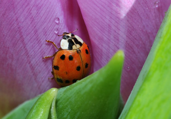 Marienkäfer trinkt Wasser