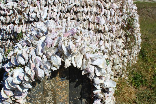 Igloo en coquilles d'huitre vu lors d'une balade