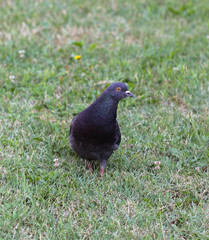Pigeon in meadow