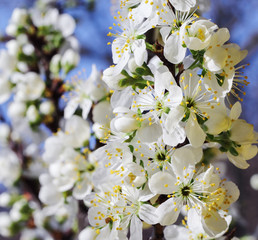 Cherry blossom in spring in sunny day, in the background blue sky