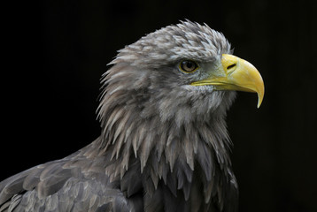 junger Seeadler