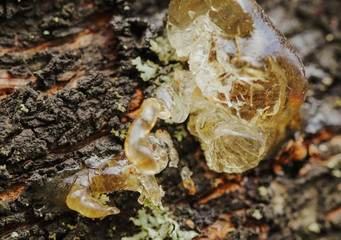 Gum, glue, hardened resin, sap from the bark on the trunk of a tree. Natural abstraction