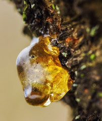 Beautiful yellow unusual resin in cherry wood