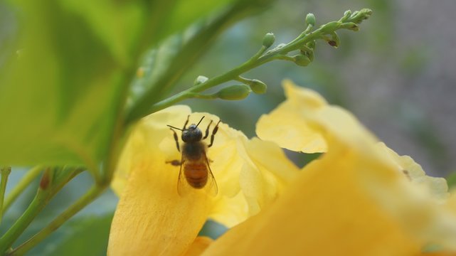 bee on flower
