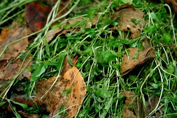 leaves in the grass