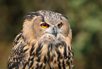 Der Uhu