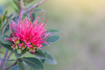 Red golden penda, expo gold, first love, love at first sight on blur nature background in the garden.