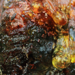 Natural resin on apricot tree